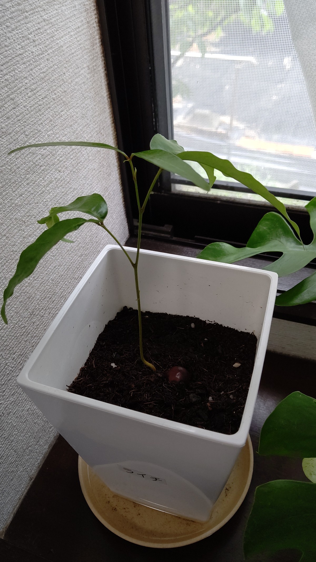 ライチすくすく